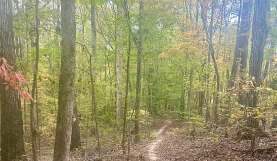 A footpath winding through a sunlit forest in early autumn